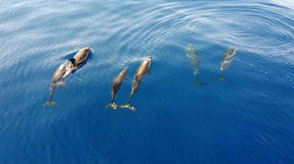 Dolphin species in Mediterranean endangered