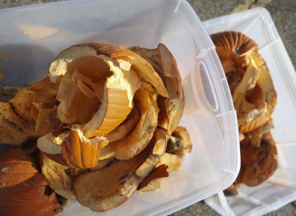 Smashed up pumpkins in a bin during a pumpkin smashing event.