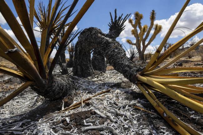 Burned landscape with Joshua Trees damaged from the York Fire in the Mojave Natio<em></em>nal Preserve on Tuesday, Aug. 1, 2023, in Nipton, Calif. The York Fire was partially co<em></em>ntained by Tuesday morning after the blaze ignited Friday in a California wildland preserve and spread into Nevada. (AP Photo/Ty O'Neil)