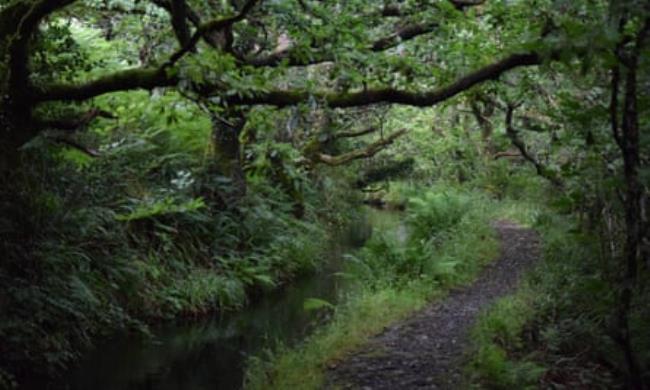 The Dartmoor leat winds beneath oak trees in Creason Wood.